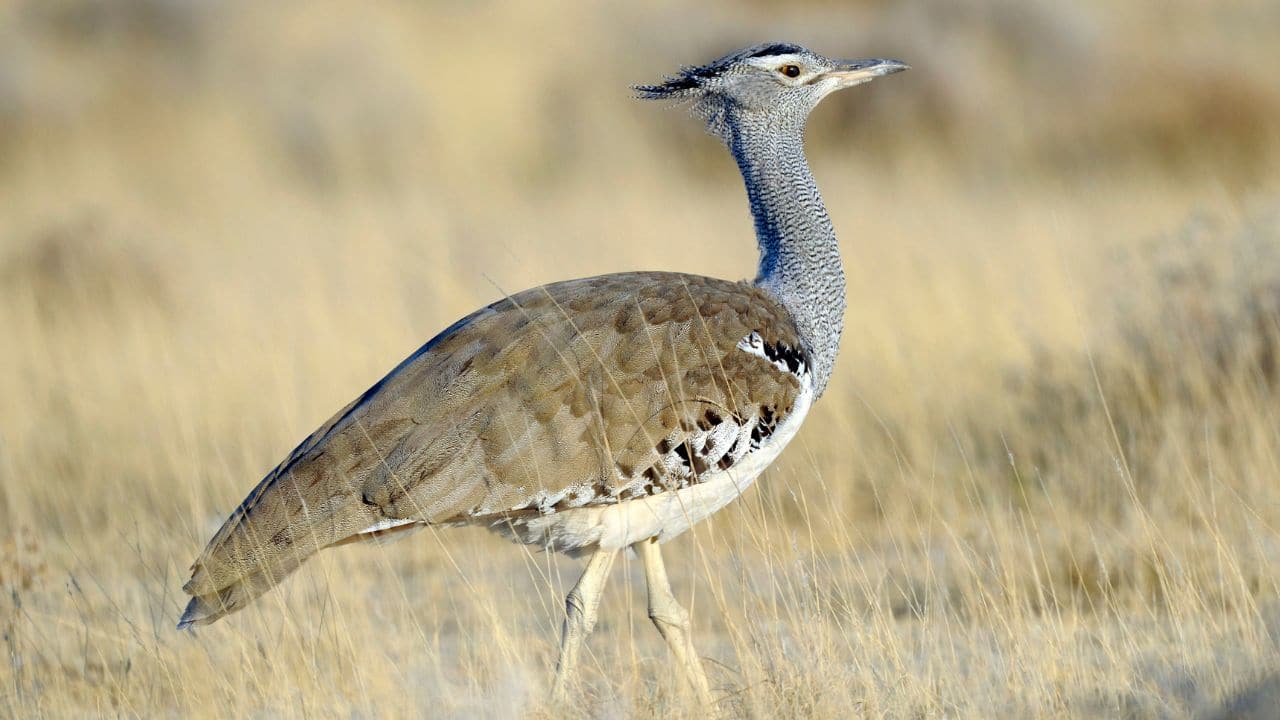 Meet the World's Heaviest Flying Bird