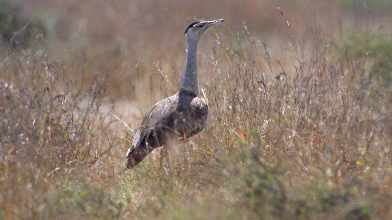 Massive Size: Kori Bustards are massive birds, with males weighing up to 18 kg. Despite their weight, they can take flight, though they prefer walking long distances in search of food. (Image: Canva)