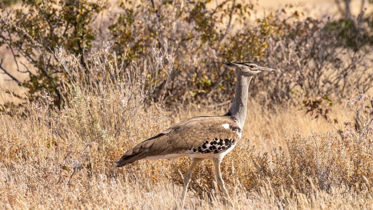  Natural Habitat: These birds are primarily found in open grasslands and savannas of Africa. Their habitat provides ample space to forage for food and escape predators when needed. (Image: Canva)