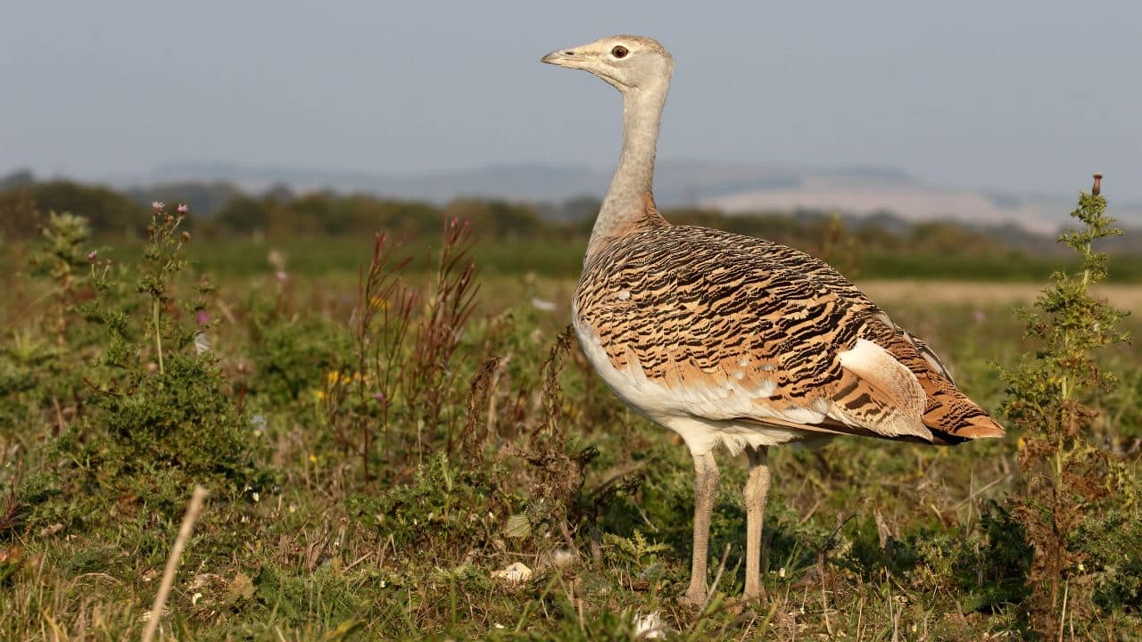  Varied Diet: Kori Bustards are omnivorous, feeding on insects, small mammals, seeds, and berries. Their diet varies based on availability, making them adaptable survivors. (Image: Canva)