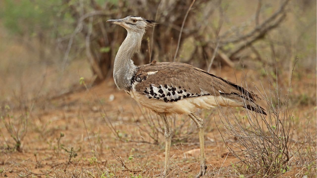 Flight Behaviour: Despite their ability to fly, Kori Bustards prefer to stay on the ground. They only take flight when threatened, relying on their strong legs for movement. (Image: Canva)