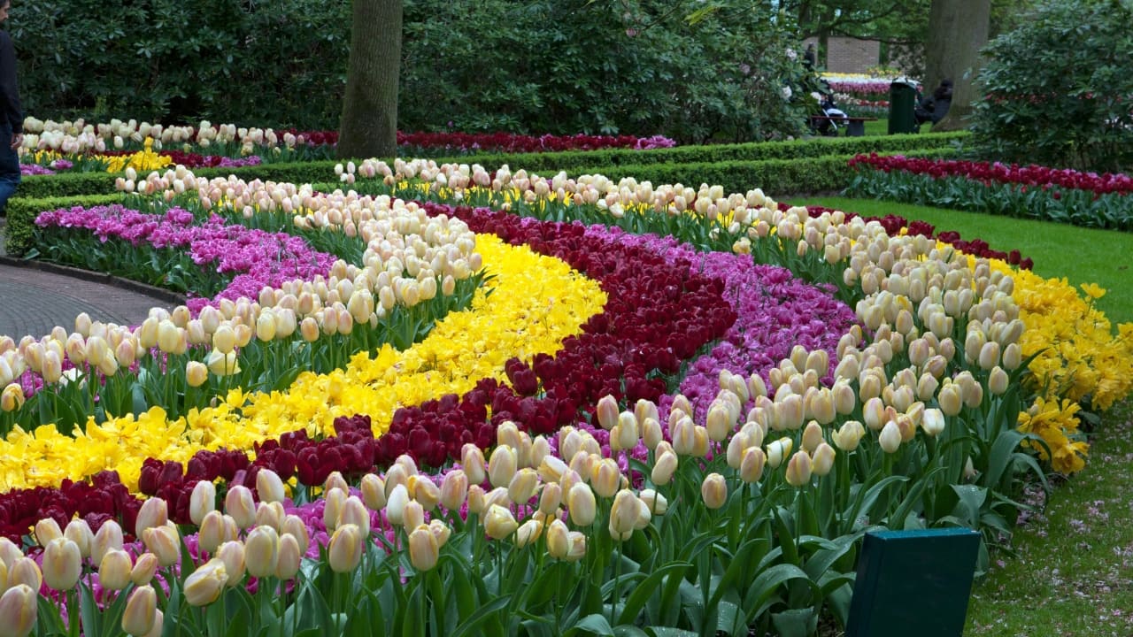 1. Keukenhof Gardens, Netherlands Location: Lisse, Netherlands Best time to visit: Mid-March to mid-May Imagine walking through 80 acres of pure floral magic. Known as the Garden of Europe, Keukenhof in the Netherlands comes to life every spring with over seven million tulips, daffodils, and hyacinths in every color imaginable. Open only from mid-March to mid-May, this world-famous garden is a must-visit for anyone who appreciates nature’s artistry. (Image: Canva)
