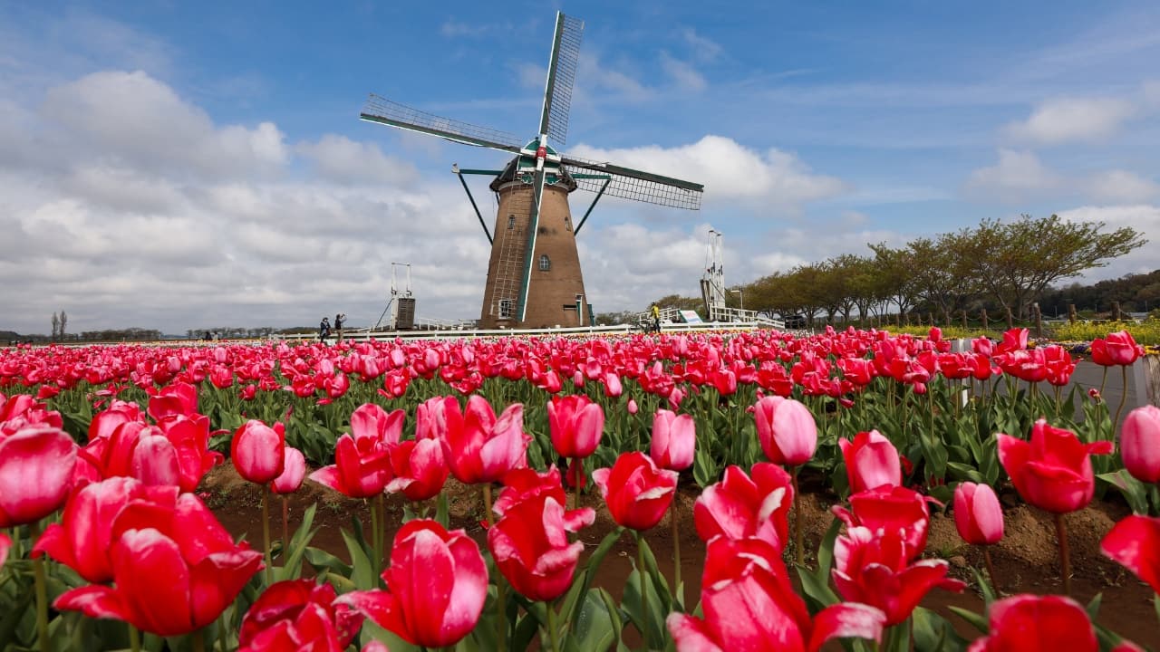 Spring is the perfect time to pack your bags and explore some of the world’s most dazzling floral displays. Whether you’re wandering through tulip fields in the Netherlands, enjoying cherry blossoms in Japan, or admiring Dubai’s floral wonderland, each of these gardens promises an unforgettable experience. Which one is at the top of your travel list? Let us know and start planning your ultimate spring getaway. (Image: Canva)