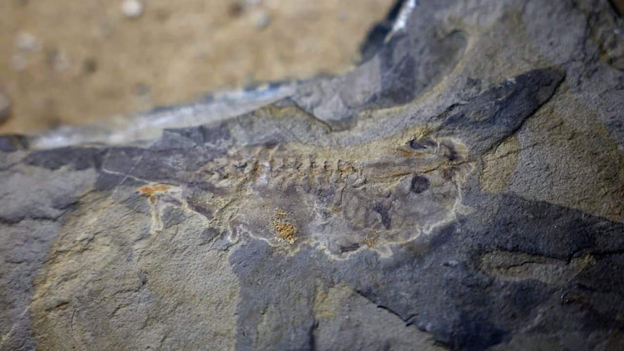 FOSSILS　THE KEY TO THE PAST　化石　FOSSIL Fossils: The Key to the Past: Fortey, Richard: 9781501700538