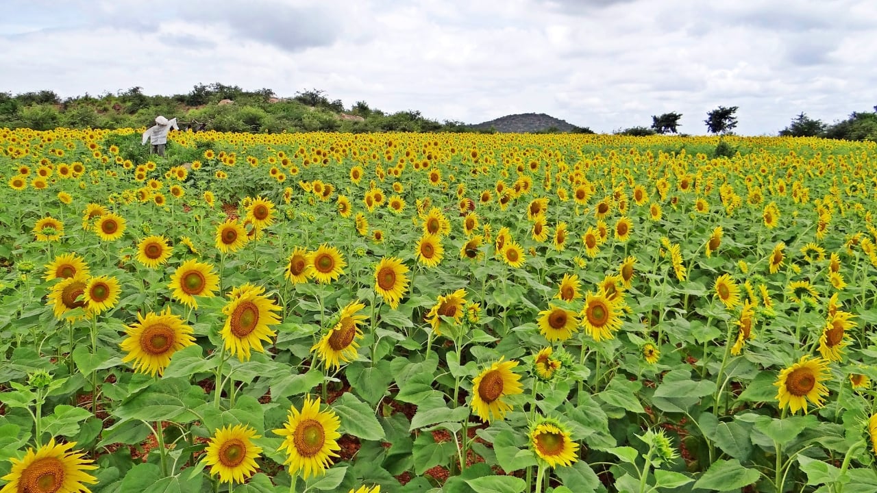 Gundlupet: India’s Hidden Floral Paradise on the Kerala-Karnataka Border