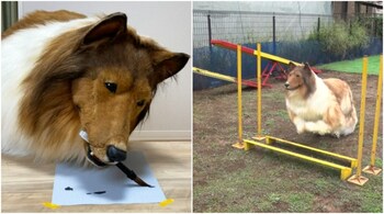 Toco's dog costume weighs 4kg and has a movable mouth, tail, and paws. (Image credit: Toco/Instagram)