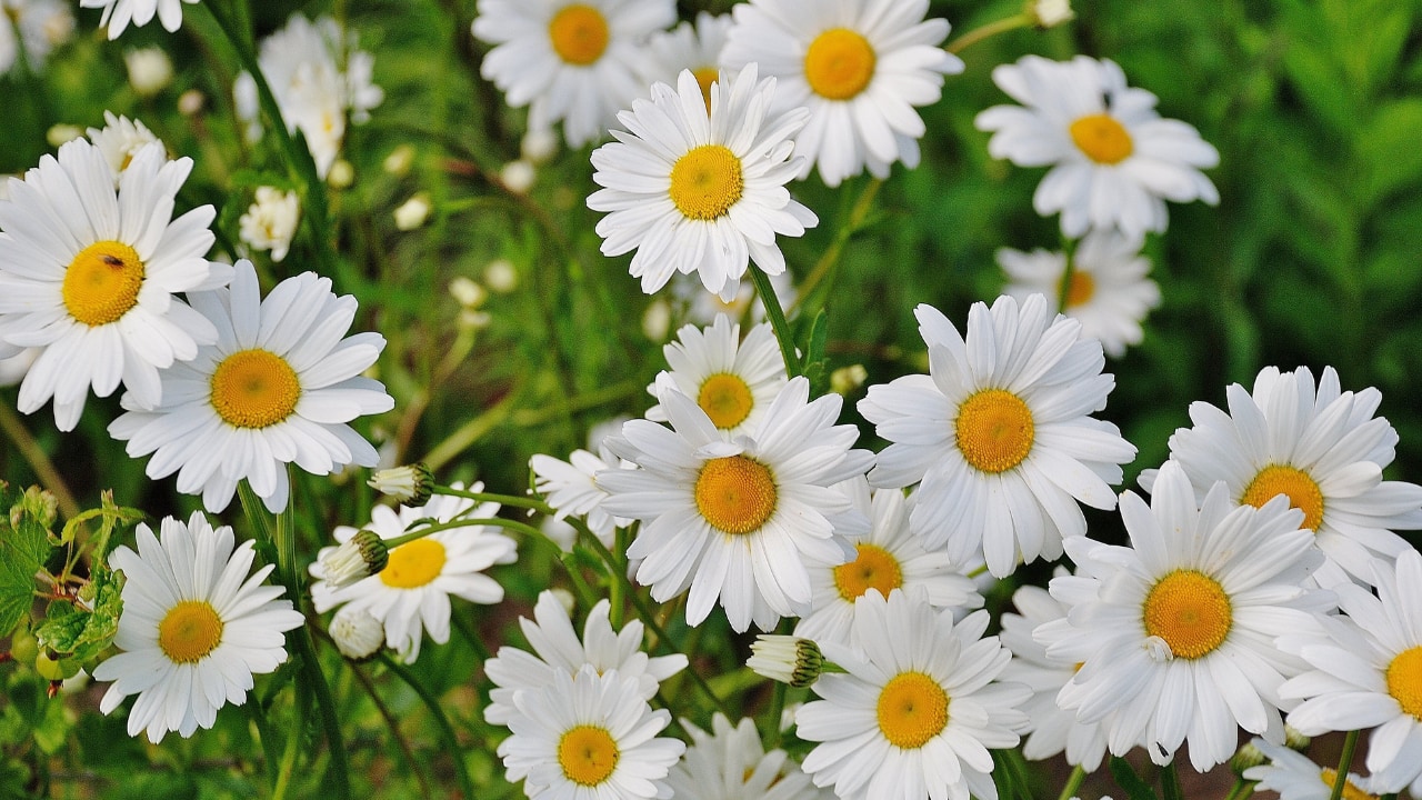 Offer White Flowers to Goddess Lakshmi | White flowers symbolize purity. Offering them to Goddess Lakshmi on Fridays enhances Venus energy and attracts wealth and harmony. (Image: Canva) Offer White Flowers to Goddess Lakshmi | White flowers symbolize purity. Offering them to Goddess Lakshmi on Fridays enhances Venus energy and attracts wealth and harmony. (Image: Canva)