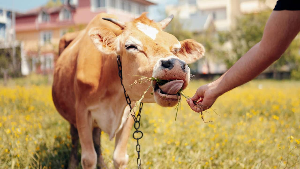 Feed Cows with Green Fodder | Feeding cows, especially white cows, strengthens Venus’s energy. This simple act brings peace, abundance, and good fortune. (Image: Canva) Feed Cows with Green Fodder | Feeding cows, especially white cows, strengthens Venus’s energy. This simple act brings peace, abundance, and good fortune. (Image: Canva)