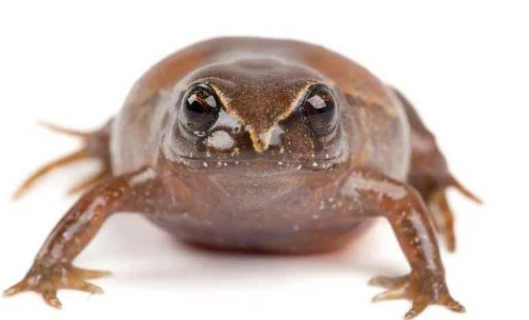 The DiCaprio frog