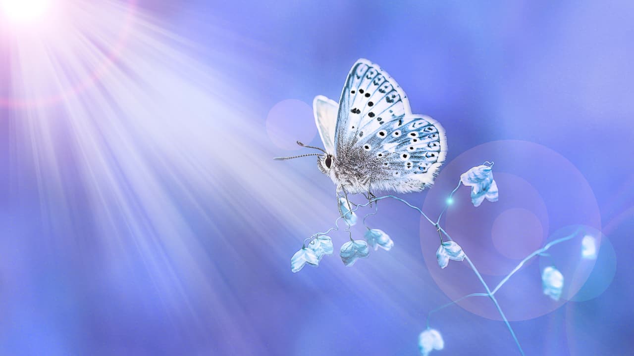 Arthropods were the first animals to have trichromatic vision. (Image: Canva)