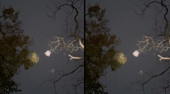 Rare Flying Squirrel Caught Gliding in Forest Officer’s Viral Video. (Image: @shivgangal_ifs/X)