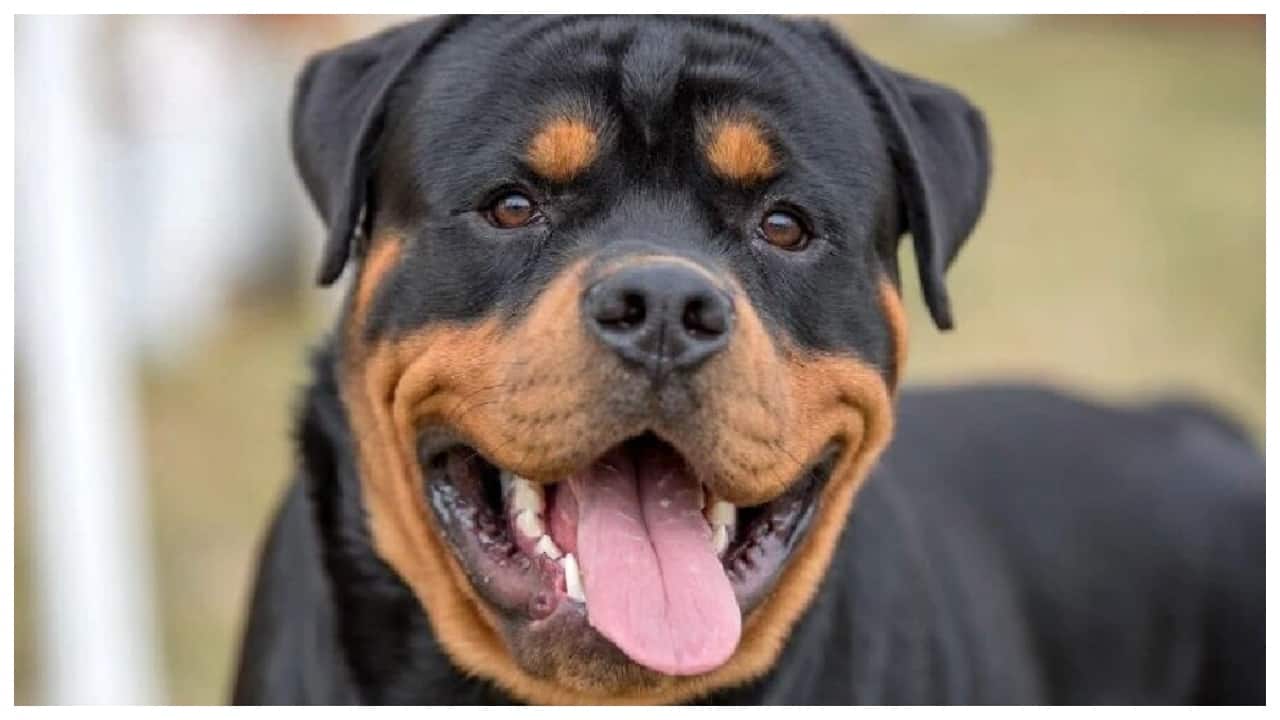 Goa to ban rottweilers, pitbulls after series of dog attacks involving 'aggressive' breeds