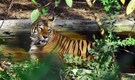 Kaziranga loses another tiger to infighting, marking third death in 5 months