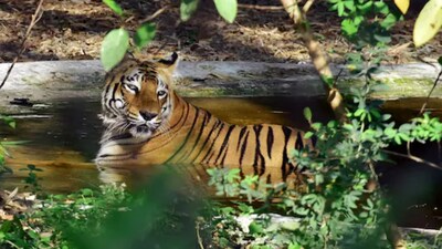 Tiger Deaths Continue in Kaziranga as Third Fatal Infighting Case Raises Fresh Questions About Rising Territorial Clashes (Representative Image: Canva)