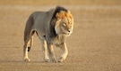 Meet the 10 Ultimate Predators of the Animal Kingdom Meet the 10 Ultimate Predators of the Animal Kingdom