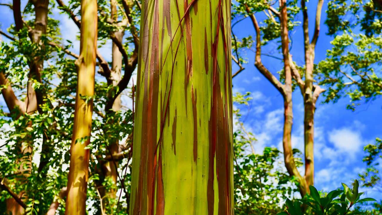 A Living Work of Art: With its surreal, rainbow-streaked bark, the Rainbow Eucalyptus is a true testament to nature’s boundless imagination and beauty. (Image: Canva)