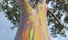 Rainbow Eucalyptus: Meet the tree with a trunk more colourful than its flowers Rainbow Eucalyptus: Meet the tree with a trunk more colourful than its flowers