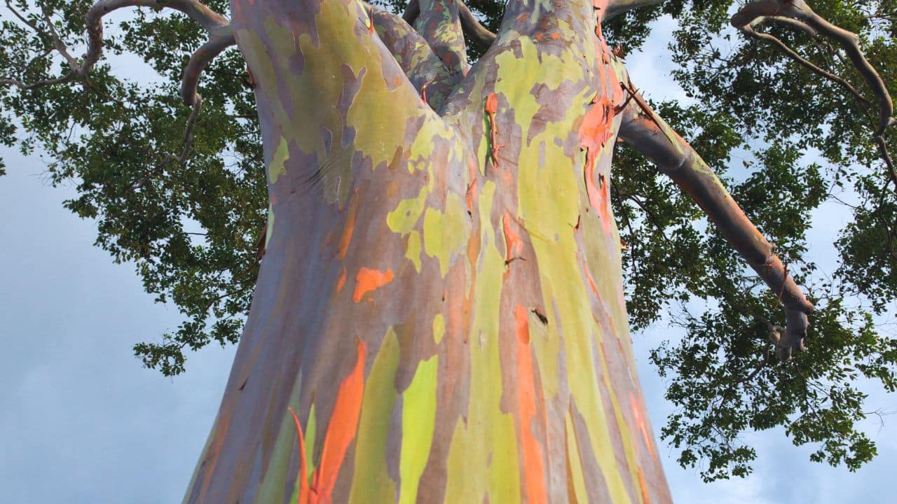 Nature’s Masterpiece: Meet the Rainbow Eucalyptus, a tree with a multicoloured trunk that looks hand-painted, showcasing nature’s creativity at its finest. (Image: Canva)
