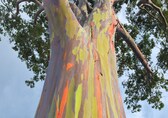 Rainbow Eucalyptus: Meet the tree with a trunk more colourful than its flowers
