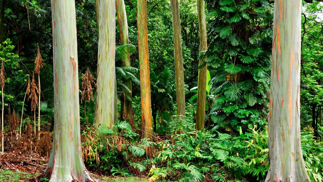 Native to the Tropics: Originating from the Philippines, Indonesia, and Papua New Guinea, it thrives in warm, humid climates near rivers and tropical forests. (Image: Canva)