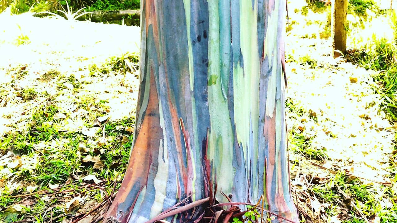 Constant Colour Shift: As the bark matures, it changes colour throughout the year, resulting in the tree’s ever-evolving, vibrant trunk patterns. (Image: Canva)