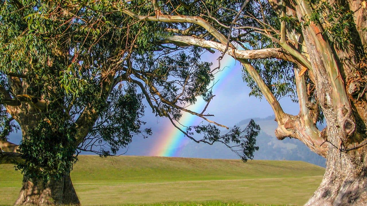 More Than Just Looks: Beyond its beauty, the tree is used for pulpwood in paper production and helps in reforestation efforts due to its fast growth. (Image: Canva)