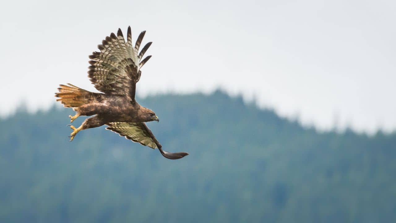 Predators in the Wild: Snakes, larger birds, and mammals often raid nests, preying on eggs and young, defenceless raptors. (Image: Canva)