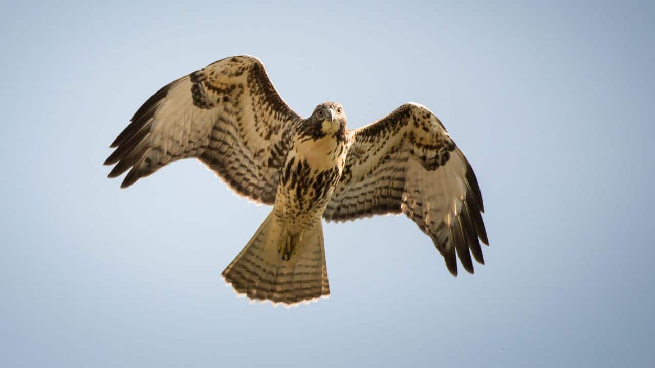The Flight Challenge: First flights are risky. Many fledglings fall, injure themselves, or fail to master flying quickly, leaving them exposed. (Image: Canva)