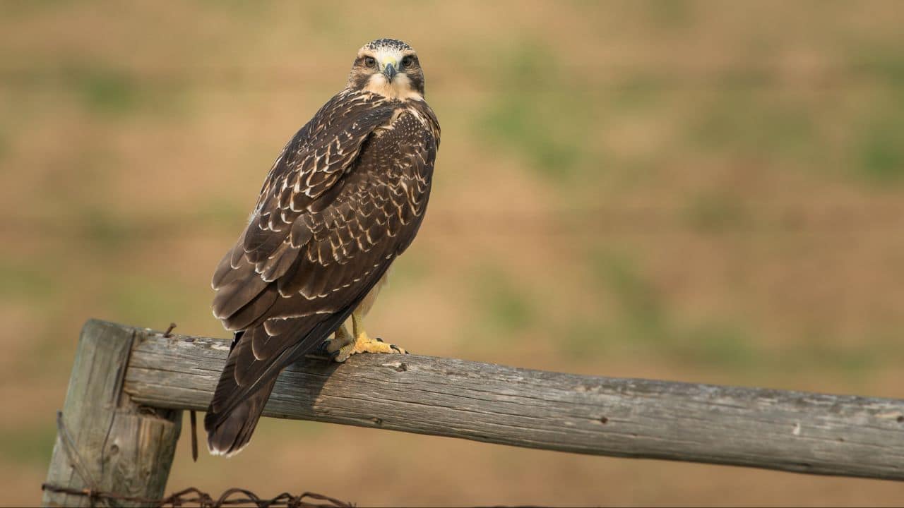 Starvation Struggles: Inexperienced hunters often fail to catch enough prey, leading to starvation, one of the leading causes of juvenile deaths. (Image: Canva)