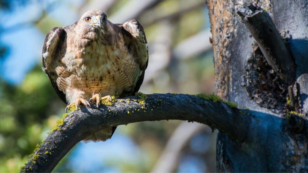 Harsh Weather Hazards: Storms, cold snaps, and extreme heat can destroy nests or weaken young raptors, making survival even harder. (Image: Canva)