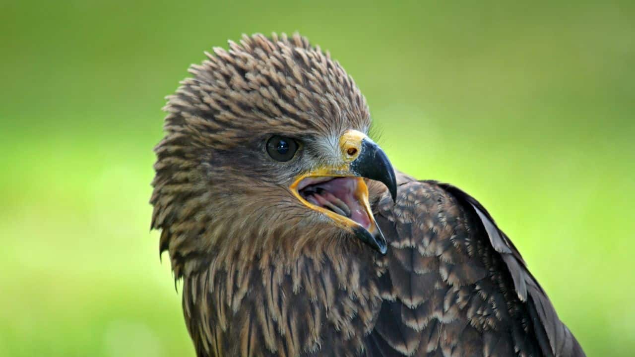 The Harsh Reality: Nearly 90% of young raptors perish within their first year due to natural predators, harsh weather, and human-induced threats. (Image: Canva)