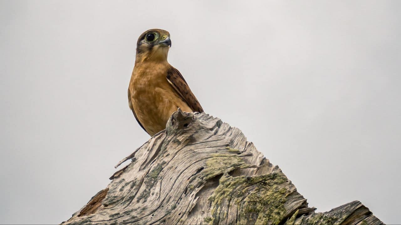 Vulnerable Beginnings: Hatchlings are fragile, relying entirely on their parents for food and protection, making them easy targets for predators. (Image: Canva)