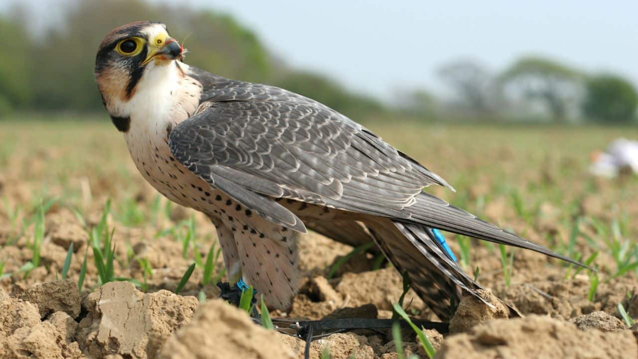 Hope for the Future: Despite high mortality rates, conservation initiatives and awareness campaigns are helping more young raptors reach adulthood and thrive. (Image: Canva)