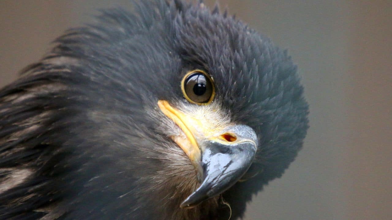 Poison in the Prey: Rodenticides used in pest control can contaminate prey, leading to poisoning when young raptors feed on tainted animals. (Image: Canva)