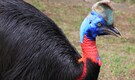 Cassowary: Meet the World’s most dangerous bird that can kill a human