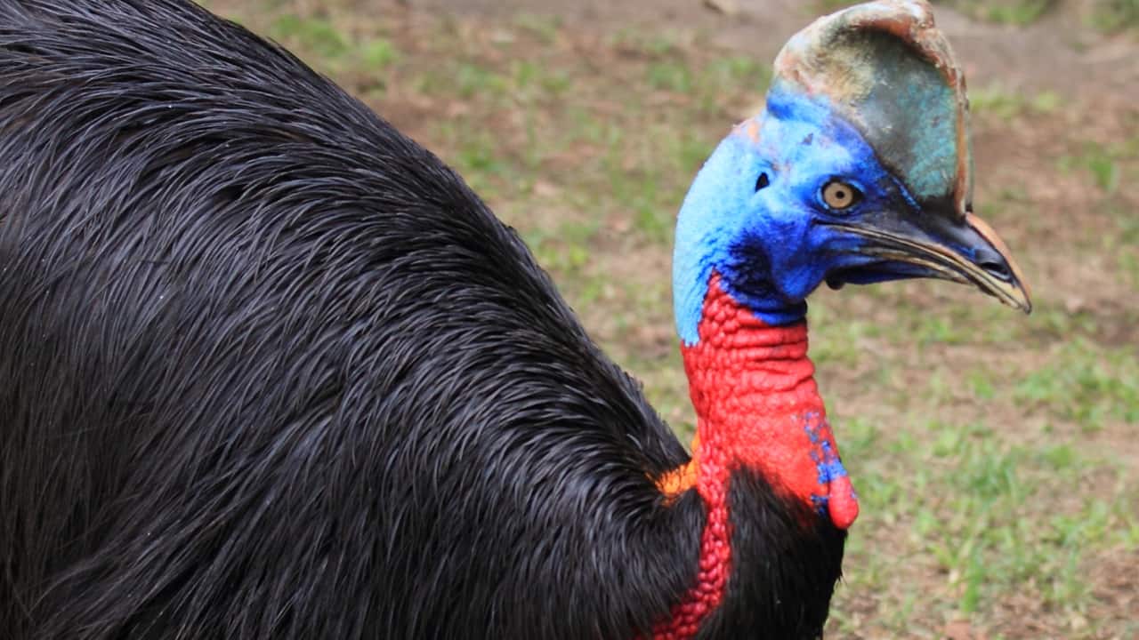 Cassowary: Meet the World’s most dangerous bird that can kill a human