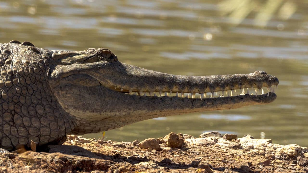 Rising temperatures threaten crocodile survival, new study shows behavioural changes