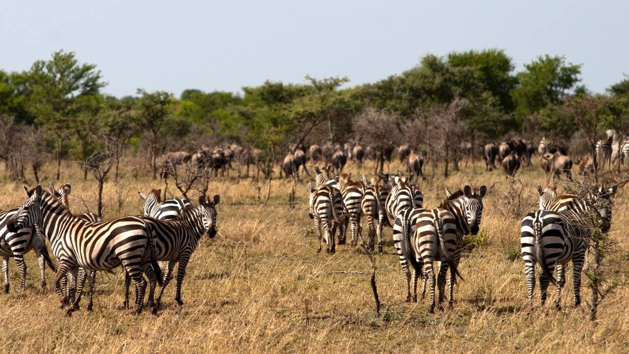 1. Witness the Great Migration’s Calving Season in Tanzania Where to Go: Serengeti National Park, Tanzania Best Time to Visit: Early to mid-March In the Serengeti, March marks the end of the wildebeest calving season, where over half a million newborns are born within a few weeks. Predators like lions, cheetahs, and hyenas are on the hunt, making this one of nature’s most dramatic survival stories. It is a must-see for safari lovers seeking both beauty and raw wilderness. (Image: Canva)