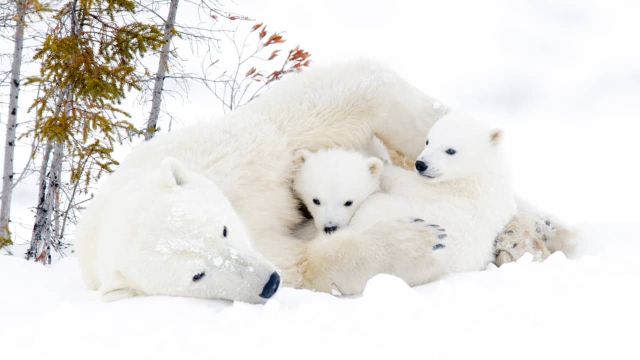 2. Watch Polar Bear Cubs Take Their First Steps in Canada Where to Go: Wapusk National Park, Canada Best Time to Visit: March In the remote wilderness of Wapusk National Park, polar bear mothers emerge from their dens with their young cubs for the first time. This rare and touching sight captures a moment of maternal care and the start of a challenging life in the Arctic. March offers one of the best chances to witness this extraordinary event. (Image: Canva)