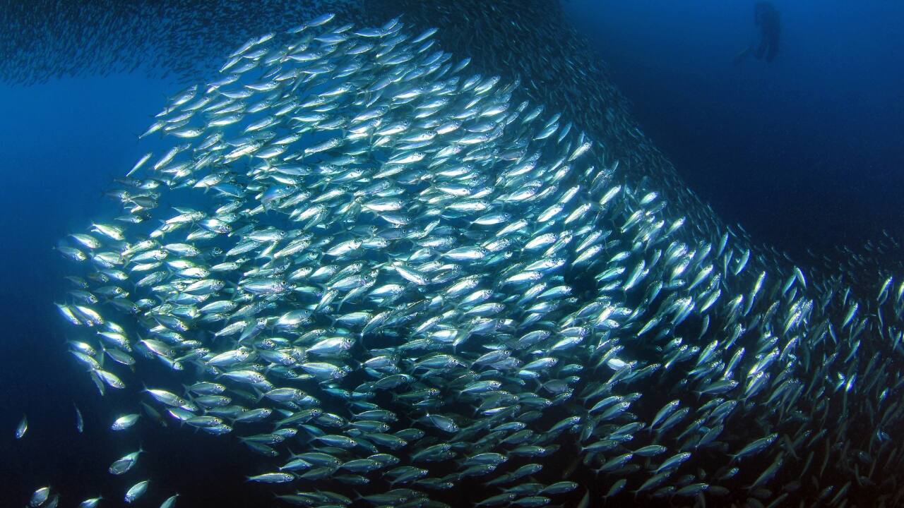 3. Experience the Sardine Run in South Africa Where to Go: Wild Coast, South Africa Best Time to Visit: March to April Often referred to as the “Greatest Shoal on Earth,” the Sardine Run is a breathtaking marine migration. Millions of sardines move along the South African coast, attracting thousands of predators, including dolphins, sharks, and seabirds. Divers and snorkelers can enter the heart of this feeding frenzy for an unforgettable underwater adventure. (Image: Canva)