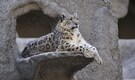 India’s Ladakh records World’s highest snow leopard population, study finds