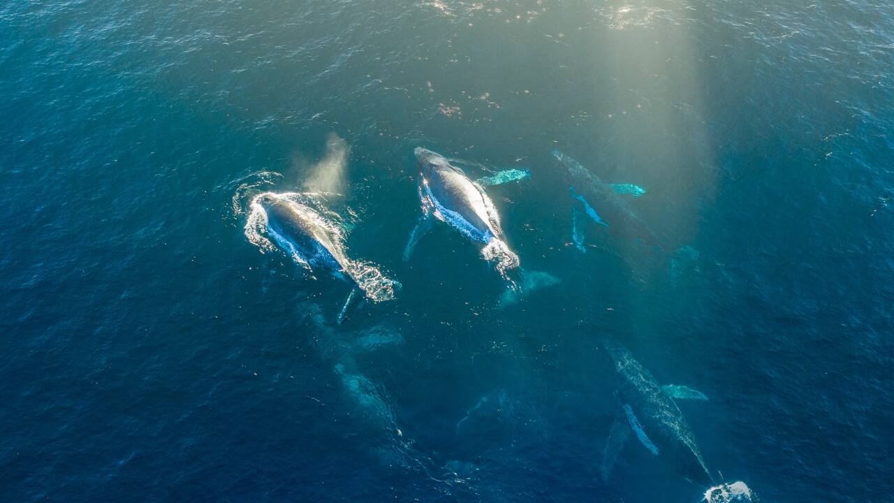 6. Observe Humpback Whale Migrations in Hawaii Where to Go: Maui, Hawaii, USA Best Time to Visit: December to March March is prime time to witness humpback whales in Hawaii as they complete their migration from Alaska to breed and give birth. These majestic creatures can be seen breaching, tail-slapping, and even nursing their young in the warm Pacific waters. Whale-watching tours offer an intimate look at one of the ocean’s most captivating species. (Image: Canva)