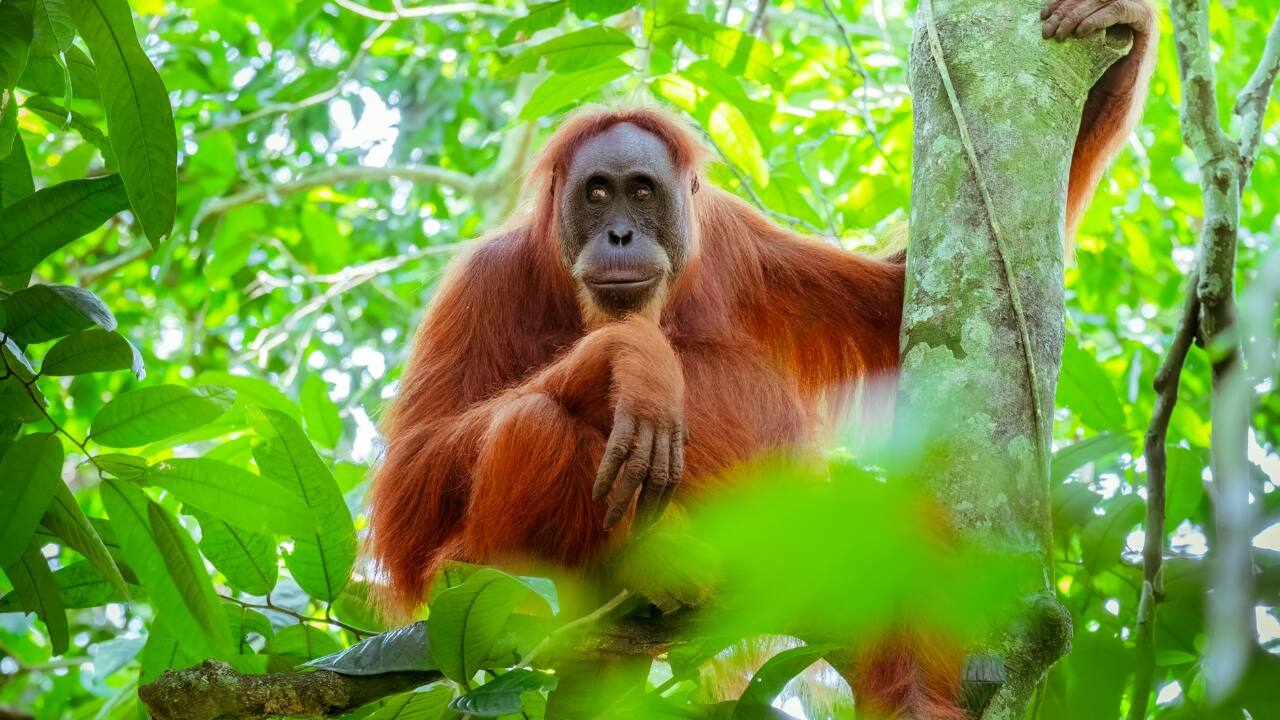 8. Encounter Wild Orangutans in Borneo Where to Go: Sabah, Malaysia &amp; Kalimantan, Indonesia Best Time to Visit: March to June March is an excellent time to explore the dense rainforests of Borneo, home to one of the world’s most intelligent and endangered primates—the orangutan. The fruiting season draws these great apes into the open, providing rare opportunities to observe them swinging through the jungle. Trekking in Sepilok or Tanjung Puting National Park offers close-up encounters with these fascinating creatures. (Image: Canva)