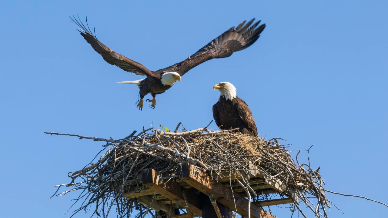 9. Watch Bald Eagles Nesting in Alaska Where to Go: Haines, Alaska, USA Best Time to Visit: March to April As the seasons shift, bald eagles in Alaska begin their nesting period. Along the Chilkat River and other regions, these majestic birds can be seen gathering materials and protecting their young. March provides an exceptional chance to observe their courtship displays and intricate nest-building behaviors in the wild. (Image: Canva)