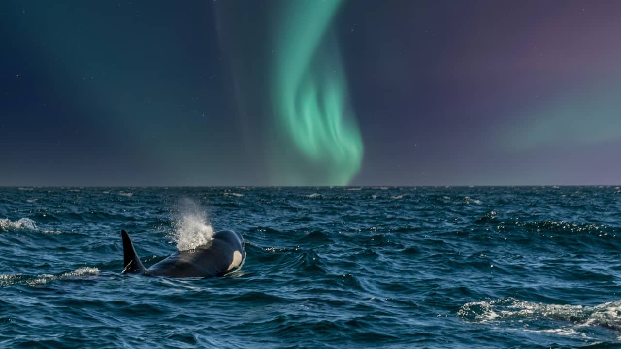 10. See the Northern Lights with Arctic Wildlife in Norway Where to Go: Tromsø, Norway Best Time to Visit: March March is one of the last chances to experience the Northern Lights before the Arctic enters its long daylight months. Tromsø offers the rare opportunity to combine aurora borealis viewing with wildlife encounters, including reindeer, Arctic foxes, and even orcas. The contrast of glowing green skies and icy landscapes creates a truly unforgettable setting. (Image: Canva)