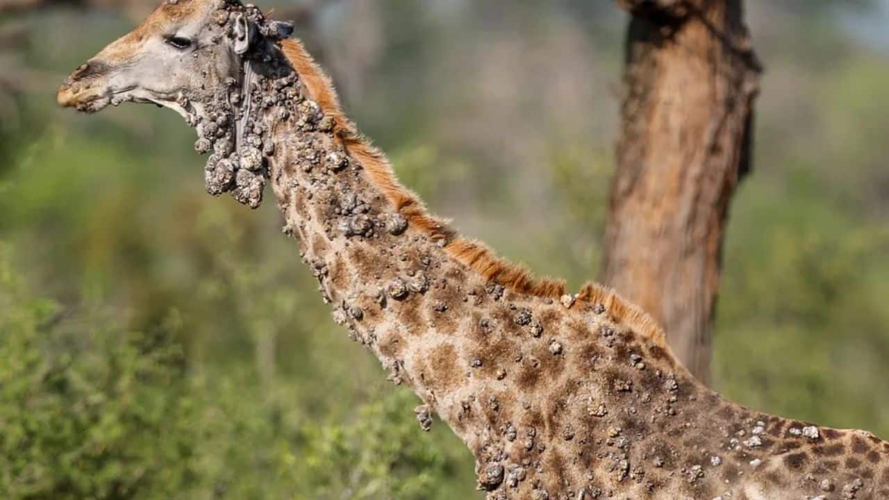 Heartbreaking sight: Shocking images reveal 'bumpy' giraffe in South Africa battling viral infection rare in tall animals