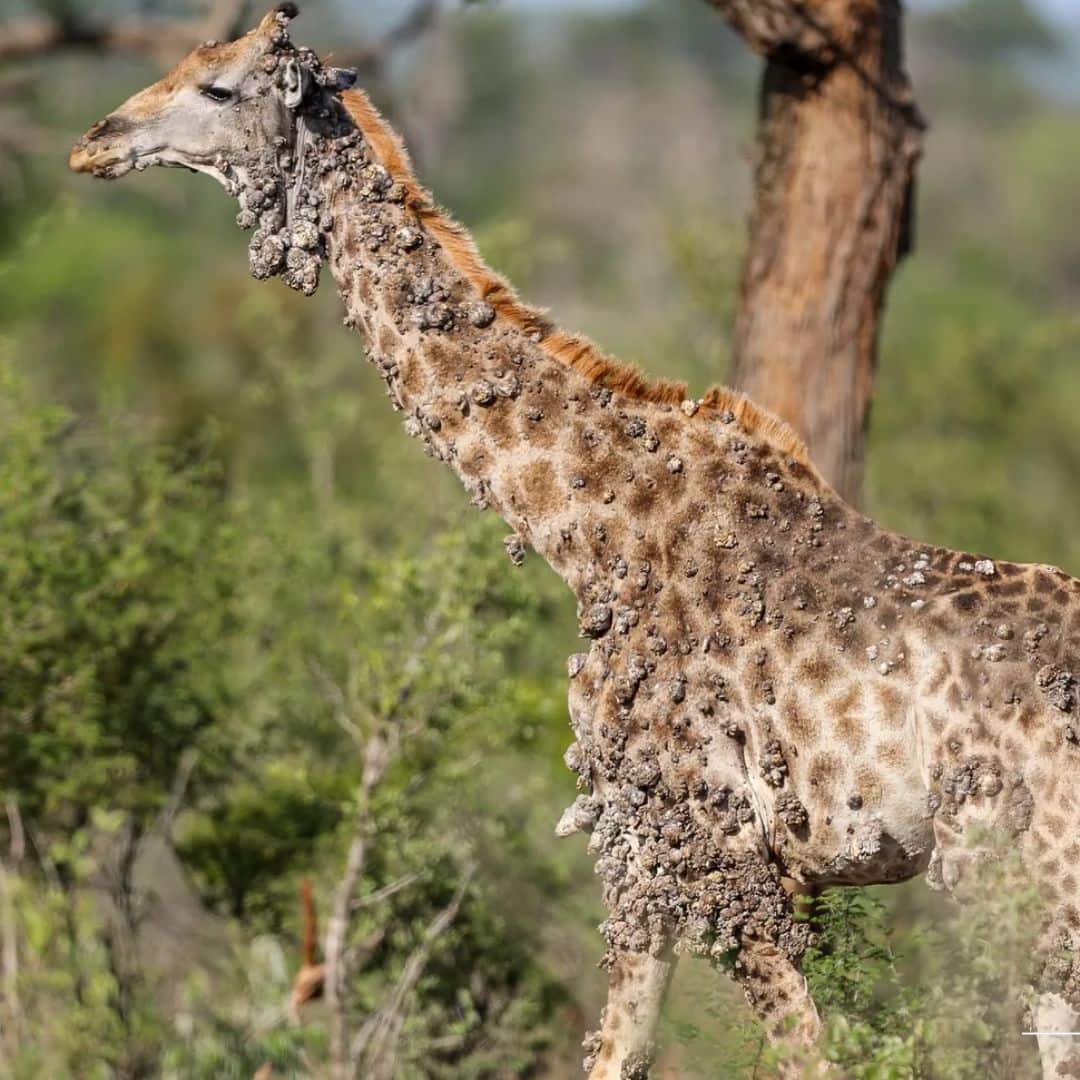 Wildlife photographer Marius Nortje captured the giraffe at Kruger National Park. (Image: Marius Nortje)