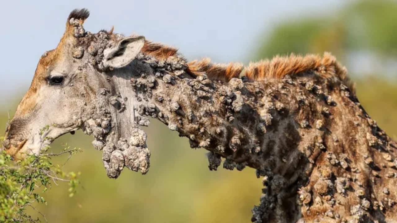 The giraffe’s unusual lumps suggest an infection by papillomaviruses: (Image: Marius Nortje)
