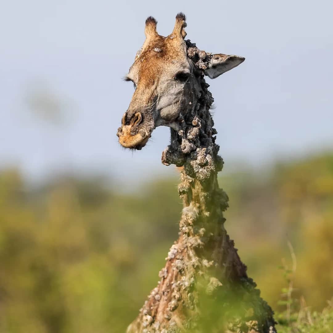 Unusual disease leaves giraffe with large lumps in Kruger National Park. (Image: Marius Nortje)