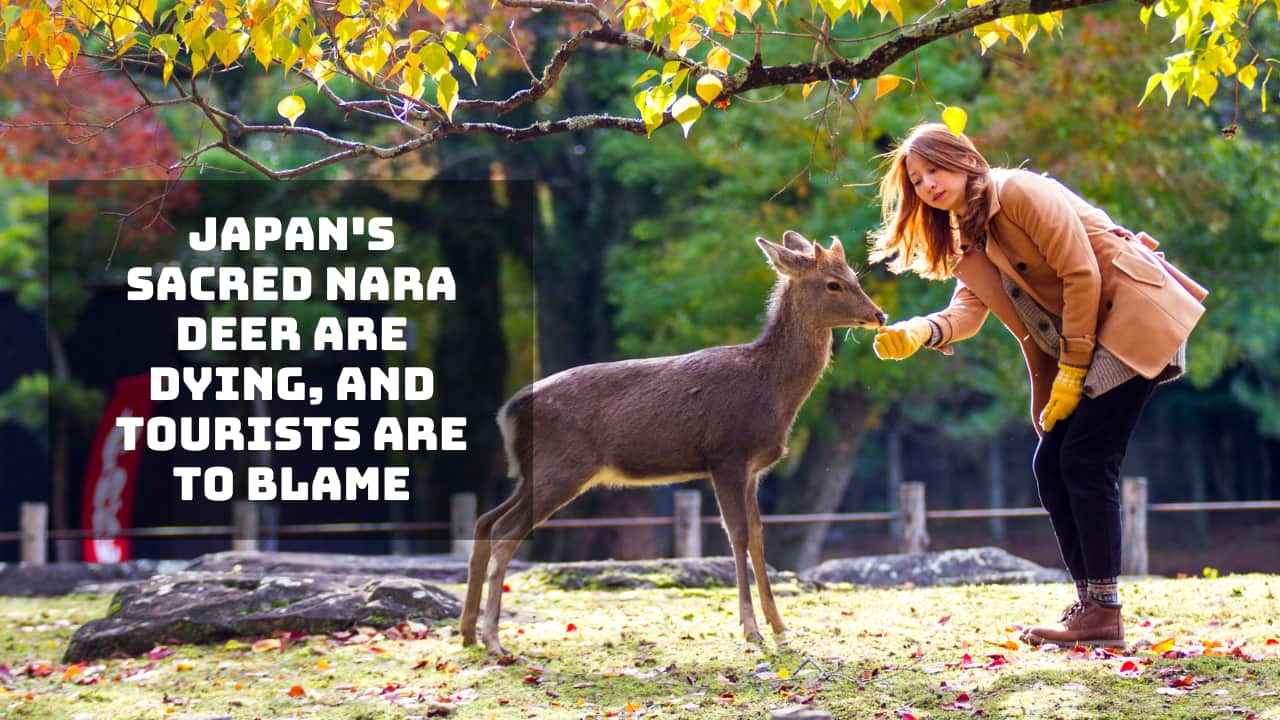 Japan's sacred Nara deer are dying, and tourists are to blame